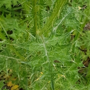 Carduus pycnocephalus at O'Connor, ACT - 14 Oct 2020