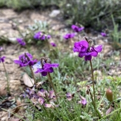 Swainsona sericea (Silky Swainson-Pea) at Wandiyali-Environa Conservation Area - 13 Oct 2020 by Wandiyali