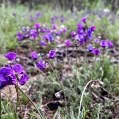 Swainsona sericea at Jerrabomberra, NSW - 14 Oct 2020