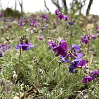 Swainsona sericea (Silky Swainson-Pea) at Jerrabomberra, NSW - 14 Oct 2020 by Wandiyali