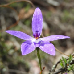 Glossodia major (Wax Lip Orchid) at Molonglo Valley, ACT - 10 Oct 2020 by MatthewFrawley