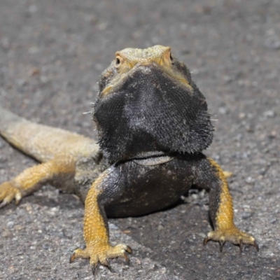 Pogona barbata (Eastern Bearded Dragon) at Acton, ACT - 13 Oct 2020 by TimL