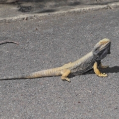 Pogona barbata at Acton, ACT - 13 Oct 2020