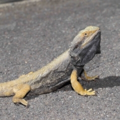 Pogona barbata at Acton, ACT - 13 Oct 2020