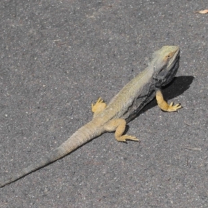 Pogona barbata at Acton, ACT - 13 Oct 2020