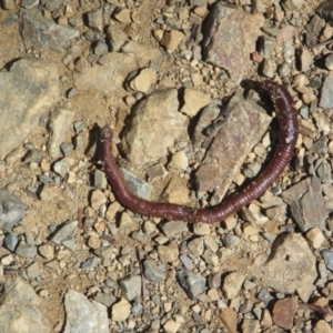 Oligochaeta (class) at Cotter River, ACT - 11 Oct 2020