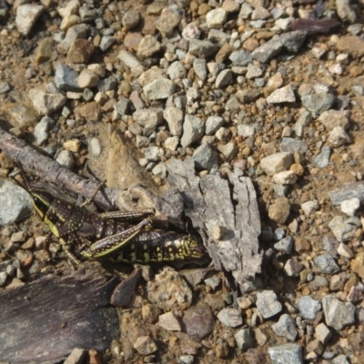 Monistria concinna (Southern Pyrgomorph) at Namadgi National Park - 11 Oct 2020 by Tapirlord