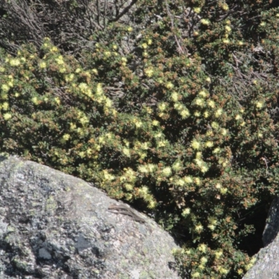 Phebalium squamulosum subsp. ozothamnoides (Alpine Phebalium, Scaly Phebalium) at Cotter River, ACT - 10 Oct 2020 by Tapirlord