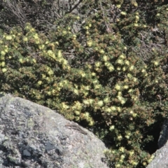 Phebalium squamulosum subsp. ozothamnoides (Alpine Phebalium, Scaly Phebalium) at Namadgi National Park - 10 Oct 2020 by Tapirlord