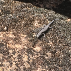 Egernia saxatilis at Paddys River, ACT - 4 Mar 2018