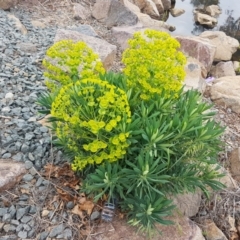 Euphorbia characias (Mediterranean Spurge) at City Renewal Authority Area - 13 Oct 2020 by tpreston