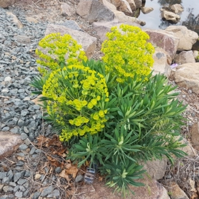 Euphorbia characias (Mediterranean Spurge) at Lyneham, ACT - 13 Oct 2020 by tpreston