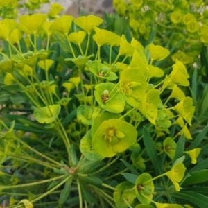 Euphorbia characias at Lyneham, ACT - 14 Oct 2020