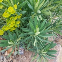 Euphorbia characias at Lyneham, ACT - 14 Oct 2020 09:16 AM