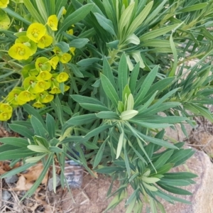 Euphorbia characias at Lyneham, ACT - 14 Oct 2020