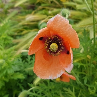 Papaver dubium (Longhead Poppy) at City Renewal Authority Area - 13 Oct 2020 by tpreston