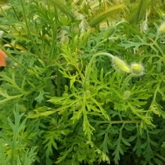 Papaver dubium at Lyneham, ACT - 14 Oct 2020