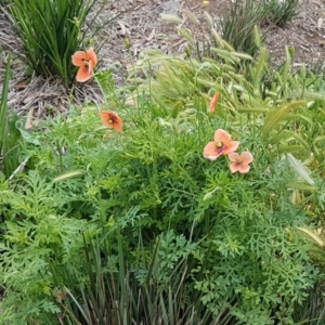 Papaver dubium at Lyneham, ACT - 14 Oct 2020