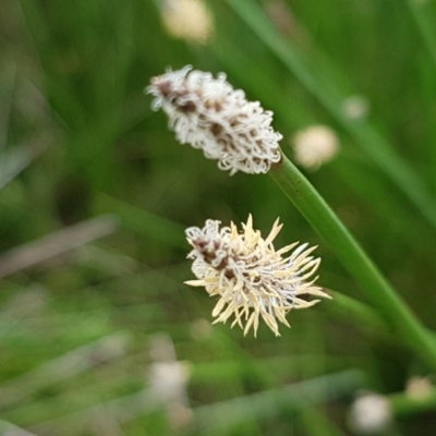 Eleocharis sp. (Spike-rush) at Lyneham Wetland - 13 Oct 2020 by tpreston