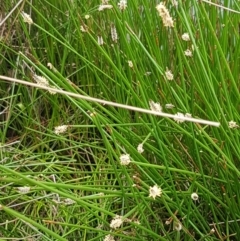 Eleocharis sp. at Lyneham, ACT - 14 Oct 2020