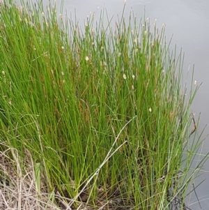 Eleocharis sp. at Lyneham, ACT - 14 Oct 2020