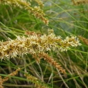 Carex appressa at Lyneham, ACT - 14 Oct 2020