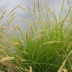 Carex appressa at Lyneham, ACT - 14 Oct 2020