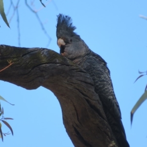 Callocephalon fimbriatum at Acton, ACT - 13 Oct 2020