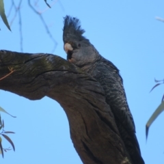 Callocephalon fimbriatum (Gang-gang Cockatoo) at Acton, ACT - 13 Oct 2020 by Christine
