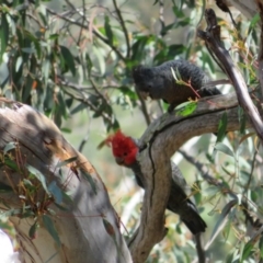 Callocephalon fimbriatum at Acton, ACT - 13 Oct 2020