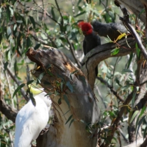 Callocephalon fimbriatum at Acton, ACT - suppressed