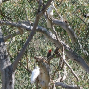 Callocephalon fimbriatum at Acton, ACT - 13 Oct 2020