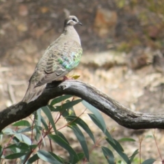 Phaps chalcoptera (Common Bronzewing) at Acton, ACT - 10 Oct 2020 by Christine
