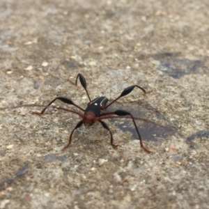 Amphirhoe sp. at Tathra, NSW - 29 Mar 2020