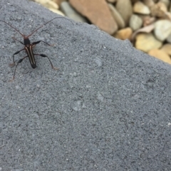 Amphirhoe sp. at Tathra, NSW - 29 Mar 2020