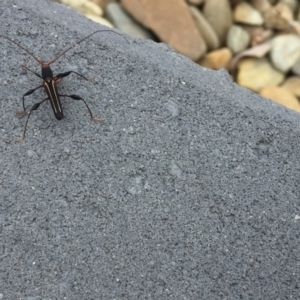 Amphirhoe sp. at Tathra, NSW - 29 Mar 2020