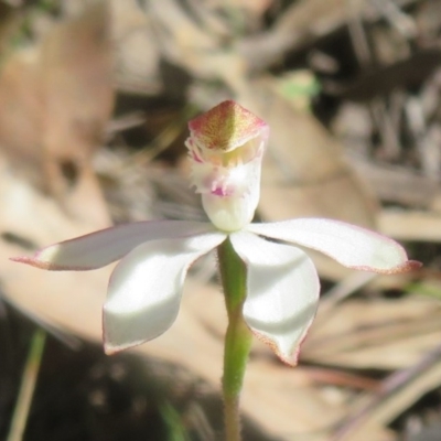 Caladenia moschata (Musky Caps) at ANBG South Annex - 12 Oct 2020 by Christine