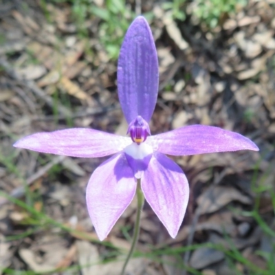 Glossodia major (Wax Lip Orchid) at Acton, ACT - 12 Oct 2020 by Christine