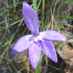 Glossodia major at Acton, ACT - suppressed