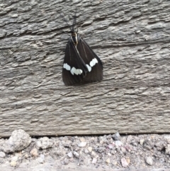 Nyctemera amicus (Senecio Moth, Magpie Moth, Cineraria Moth) at Tathra, NSW - 23 May 2020 by Steve Mills