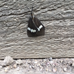 Nyctemera amicus at Tathra, NSW - 23 May 2020 01:47 PM