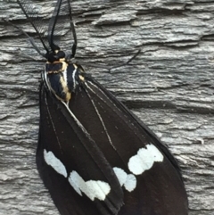 Nyctemera amicus at Tathra, NSW - 23 May 2020