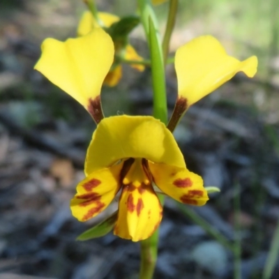 Diuris nigromontana (Black Mountain Leopard Orchid) at Acton, ACT - 13 Oct 2020 by Christine