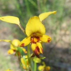 Diuris nigromontana at Acton, ACT - suppressed