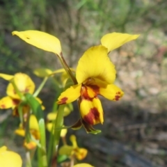 Diuris nigromontana at Acton, ACT - 13 Oct 2020