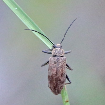 Homotrysis sp. (genus) (Darkling beetle) at Watson, ACT - 14 Oct 2020 by ConBoekel