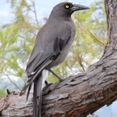 Strepera versicolor (Grey Currawong) at Black Mountain - 14 Oct 2020 by ConBoekel