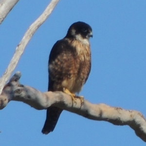 Falco longipennis at Gordon, ACT - 26 Aug 2020