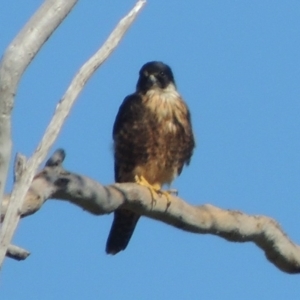 Falco longipennis at Gordon, ACT - 26 Aug 2020