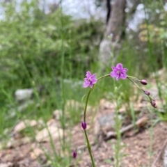 Arthropodium minus (Small Vanilla Lily) at Conder, ACT - 13 Oct 2020 by Shazw